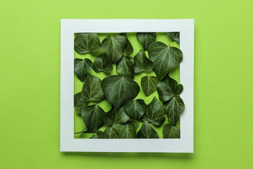 Abstract summer composition of beautiful green ivy leaves on a bright green background. top view.