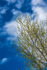 tree branches and leaves on blur background. abstract texture