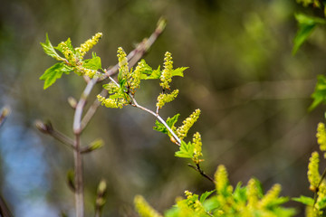 tree branches and leaves on blur background. abstract texture