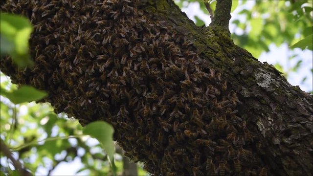 Swarm of European honey bees on a tree