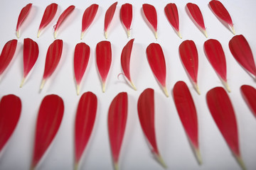 pink and red petals background / abstract aroma background, spa pink petals