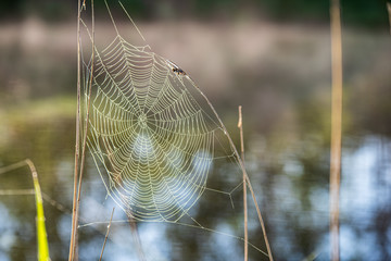 natural cobwebs spider web in morning light with dew drops