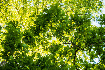 tree branches and leaves on blur background. abstract texture