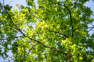 tree branches and leaves on blur background. abstract texture