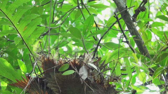 Pitta feeding babies in the nest,low angle view. Mangrove pitta bird flying high into the nest on Rhizophora tree with crab in beak for feeding their new born babies then flying out ,hd slow motion.