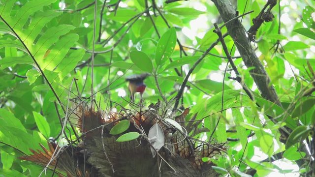 Pitta feeding babies in the nest,low angle view. Mangrove pitta bird flying high into the nest on Rhizophora tree with crab in beak for feeding their new born babies in breeding season ,hd slow motion