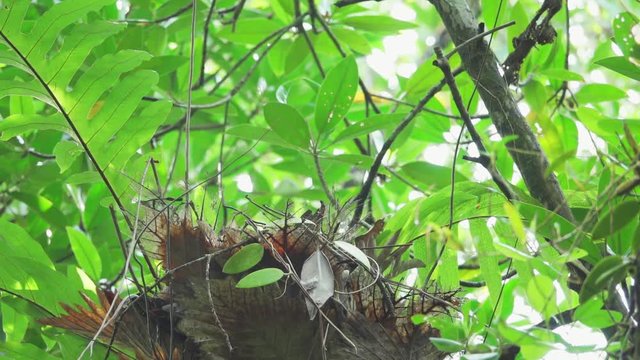 Pitta feeding babies in the nest,low angle view. Mangrove pitta bird flying out from the nest on Rhizophora tree  after feeding their new born babies in breeding season ,hd slow motion video. 