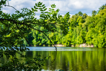 Fototapeta na wymiar beautiful forest river in latvia in summer