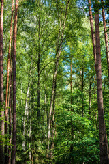 tree branches and leaves on blur background. abstract texture