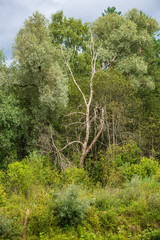 dry old tree trunk stomp in nature