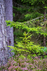tree branches and leaves on blur background. abstract texture