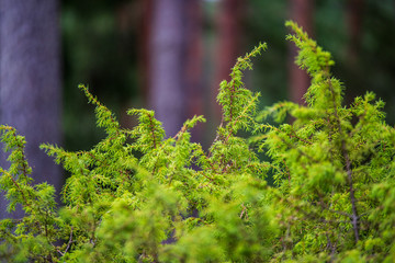 tree branches and leaves on blur background. abstract texture