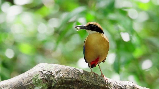 Pitta in the wild with natural sunlight in background,over shoulder shot. Mangrove pitta bird perching on Rhizophora branch with crab in beak for feeding their new born babies in breeding season ,4K v