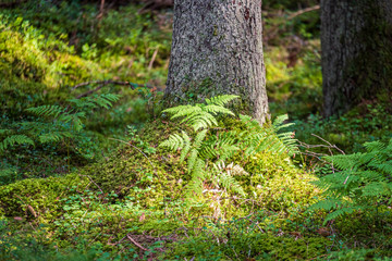 dry old tree trunk stomp in nature
