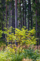 tree branches and leaves on blur background. abstract texture