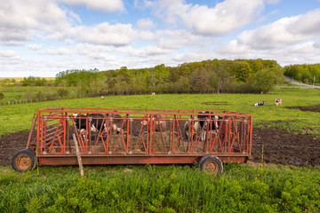 Row of cows eating hay in portable cattle feeder during spring day, with other cows grazing in field in the background, Beauce region, Quebec, Canada