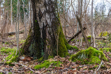 dry old tree trunk stomp in nature