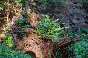 dry old tree trunk stomp in nature