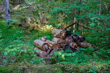 dry old tree trunk stomp in nature
