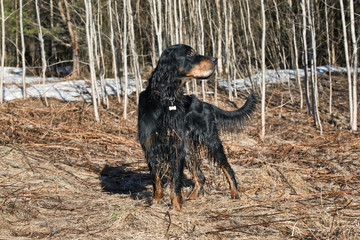 Dog breed  Setter Gordonin early spring forest on nature