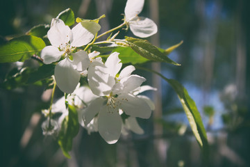 Blooming apple tree. White flowers. Natural background.