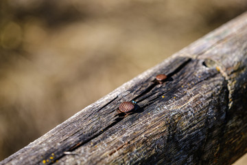 dry old tree trunk stomp in nature