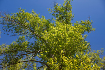 Poplar tree. Cottonwood tree. Natural background. Wooden background...