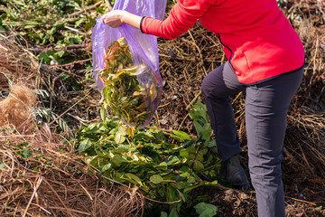 Fototapeta premium People carrying dry leaves and grass to landfill