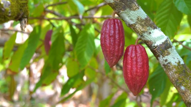 Cocoa tree with beautiful dark red pods, fresh, organic and healthy cocoa fruit in 4k