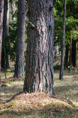 Obraz premium dry old tree trunk stomp in nature