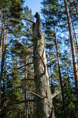 Fototapeta premium dry old tree trunk stomp in nature