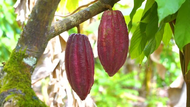 Cocoa tree with beautiful dark red pods, fresh, organic and healthy cocoa fruit in 4k