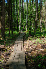 beautiful wooden plank pathway walkway in green pasture