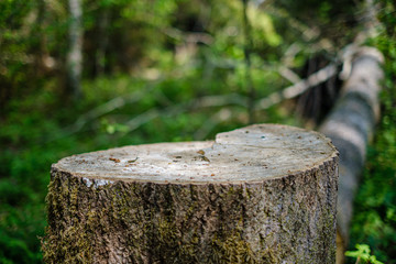 dry old tree trunk stomp in nature