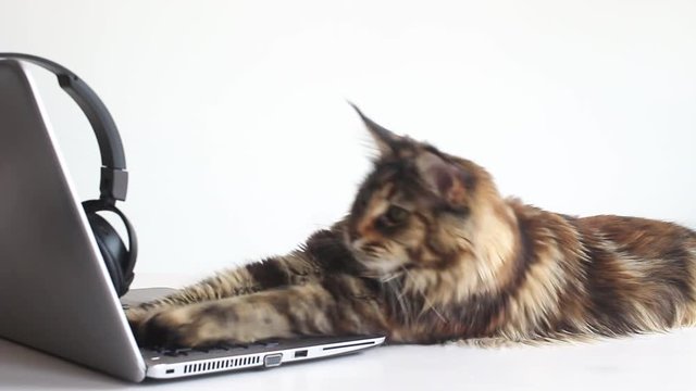 Young Maine Coon Cat Playing With Headphones While Using A Gray Laptop On White Background. Working With Computer Concept