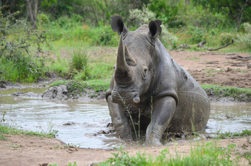 Fototapeta premium White rhinoceros (Ceratotherium simum) are earth's second-largest land mammals. Rhinos are endangered due to incessant poaching for their horns, which some people believe have medicinal properties.