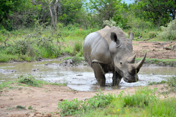 White rhinoceros (Ceratotherium simum) are earth's second-largest land mammals. Rhinos are endangered due to incessant poaching for their horns, which some people believe have medicinal properties.