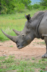Obraz premium White rhinoceros (Ceratotherium simum) are earth's second-largest land mammals. Rhinos are endangered due to incessant poaching for their horns, which some people believe have medicinal properties.