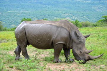 Obraz premium White rhinoceros (Ceratotherium simum) are earth's second-largest land mammals. Rhinos are endangered due to incessant poaching for their horns, which some people believe have medicinal properties.