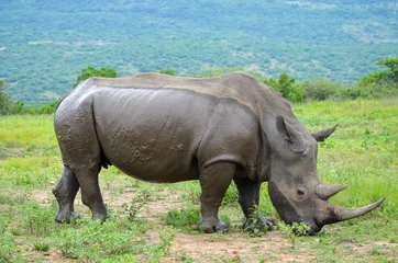 Foto op Plexiglas White rhinoceros (Ceratotherium simum) are earth's second-largest land mammals. Rhinos are endangered due to incessant poaching for their horns, which some people believe have medicinal properties. © Jonathan Oberholster
