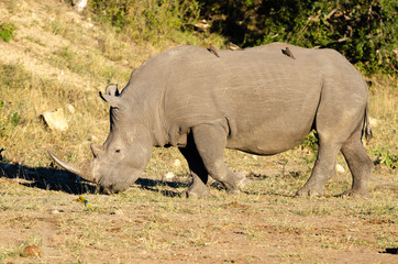 Obraz premium White rhinoceros (Ceratotherium simum) are earth's second-largest land mammals. Rhinos are endangered due to incessant poaching for their horns, which some people believe have medicinal properties.