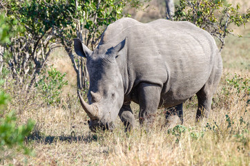 Naklejka premium White rhinoceros (Ceratotherium simum) are earth's second-largest land mammals. Rhinos are endangered due to incessant poaching for their horns, which some people believe have medicinal properties.