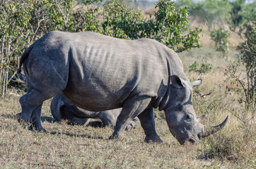 Fototapeta premium White rhinoceros (Ceratotherium simum) are earth's second-largest land mammals. Rhinos are endangered due to incessant poaching for their horns, which some people believe have medicinal properties.