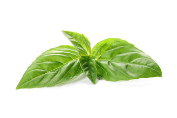 Fresh basil leaves on white background