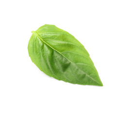 Fresh basil leaf on white background