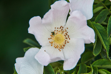 Obraz premium Eisenhutblättriger Hahnenfuß mit vertrockneten Blütenkelch