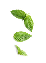 Fresh basil leaves on white background