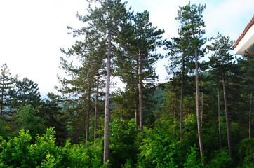 Obraz premium morning forest in the Bulgarian town of Malko Tarnovo