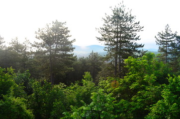 morning forest in the Bulgarian town of Malko Tarnovo