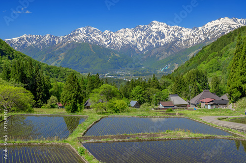 田植え後間もない水田と白馬三山 Wall Mural Wallpaper Murals Omune 田植え後間もない水田と白馬三山 Wall Mural Wallpaper Murals Omune